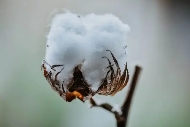 cotton mouth